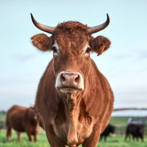 A prized cow if there ever was one. Shot of a herd of cows on a farm.