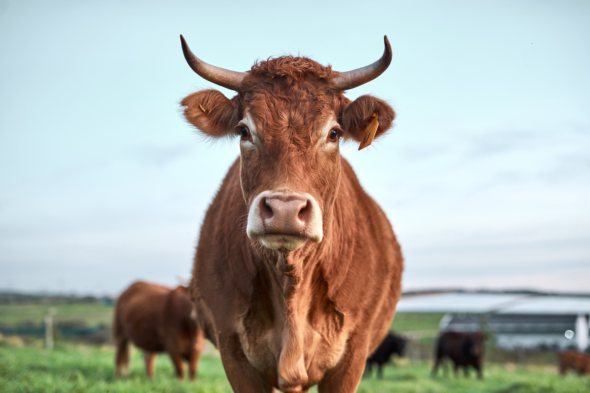 A prized cow if there ever was one. Shot of a herd of cows on a farm.