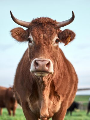 A prized cow if there ever was one. Shot of a herd of cows on a farm.